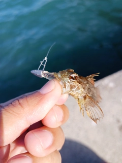 アナハゼの釣果