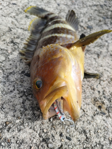 アオハタの釣果