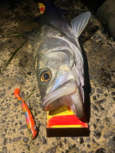 シーバスの釣果