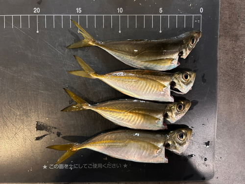 アジの釣果