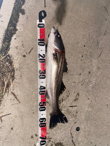 シーバスの釣果