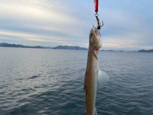 エソの釣果