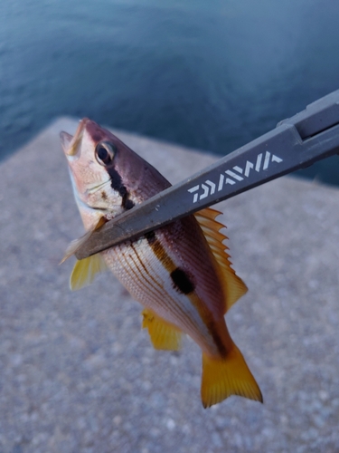 ヨコスジフエダイの釣果