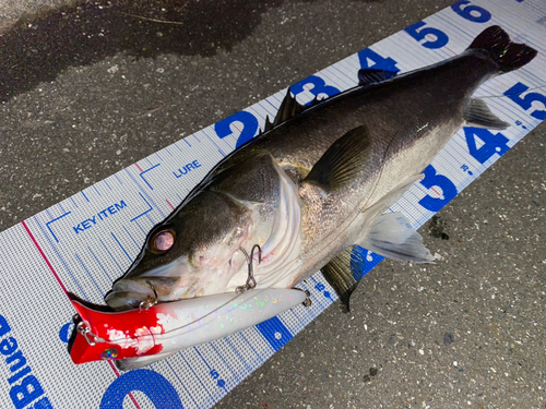 シーバスの釣果