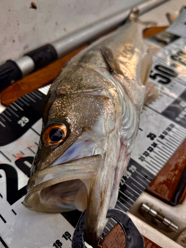 シーバスの釣果