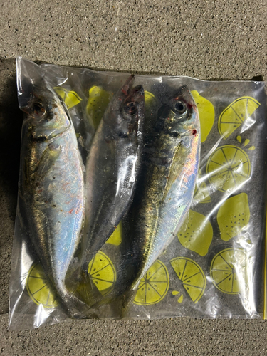 アジの釣果