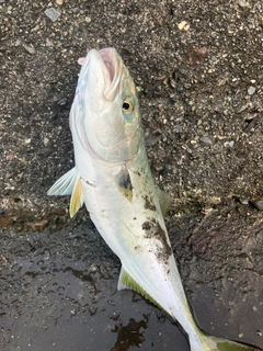 イナダの釣果