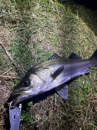 フッコ（マルスズキ）の釣果