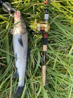 ニゴイの釣果