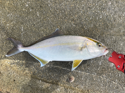 シオの釣果