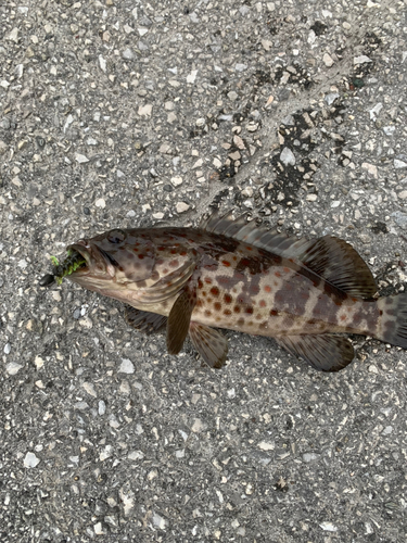 チャイロマルハタの釣果