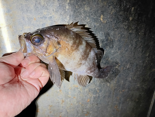 メバルの釣果