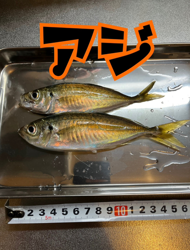 マアジの釣果