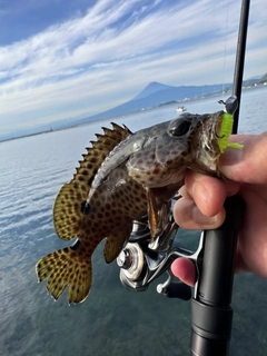 ハタの釣果