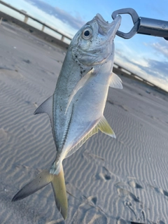 メッキの釣果