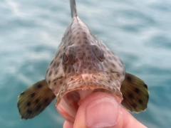 シロブチハタの釣果