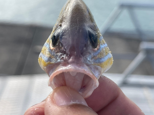 ロクセンフエダイの釣果