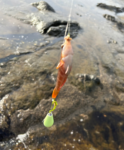 ホシササノハベラの釣果