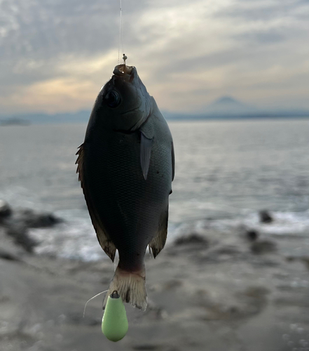 グレの釣果