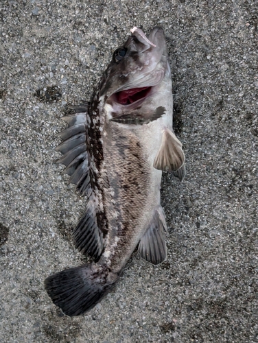 アオアジの釣果