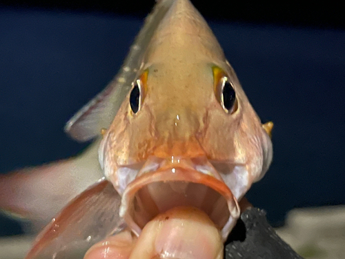 ヒメフエダイの釣果