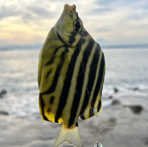 カゴカキダイの釣果