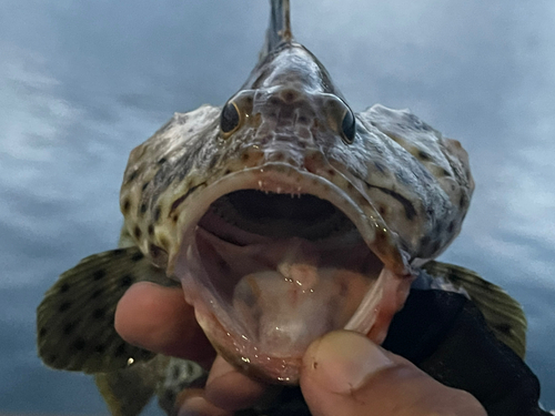 シロブチハタの釣果