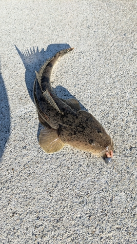 マゴチの釣果