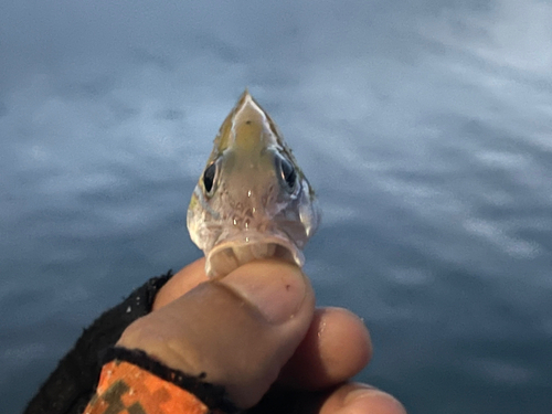 ヨスジフエダイの釣果