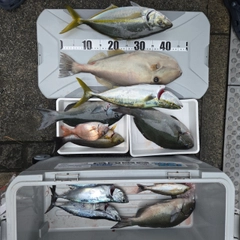 シマアジの釣果