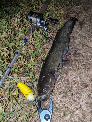 ナマズの釣果