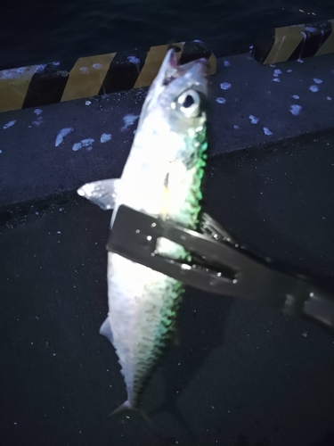 サバの釣果