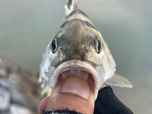 コトヒキの釣果