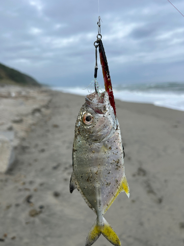 メッキの釣果