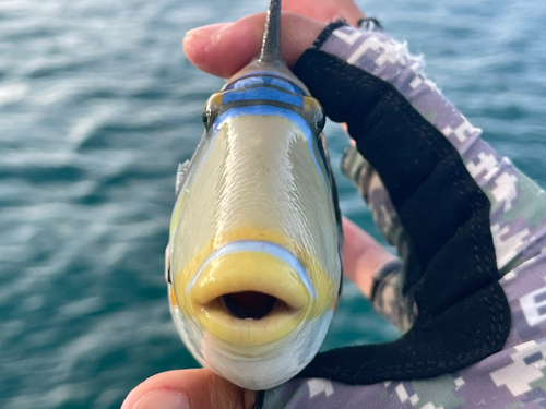 ムラサメモンガラの釣果