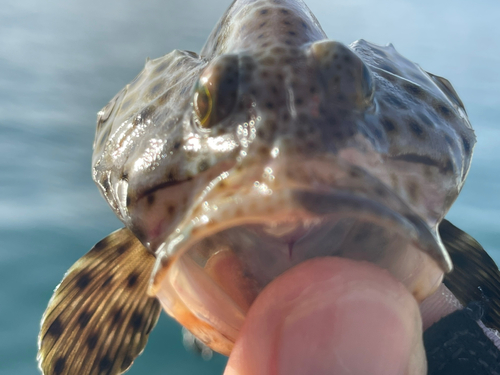 シロブチハタの釣果