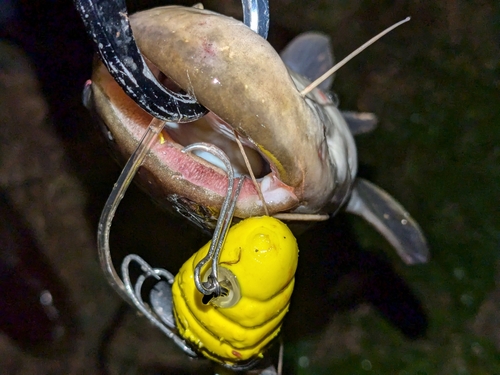 ナマズの釣果