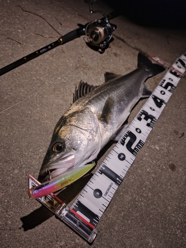 シーバスの釣果