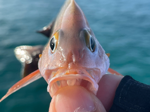 ヒメフエダイの釣果