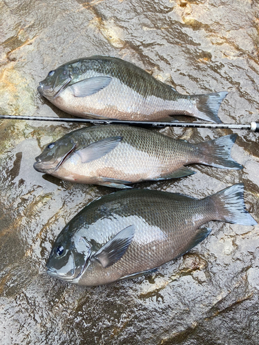 クチブトグレの釣果