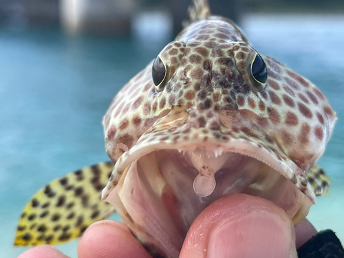 カンモンハタの釣果