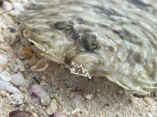 トゲダルマガレイの釣果