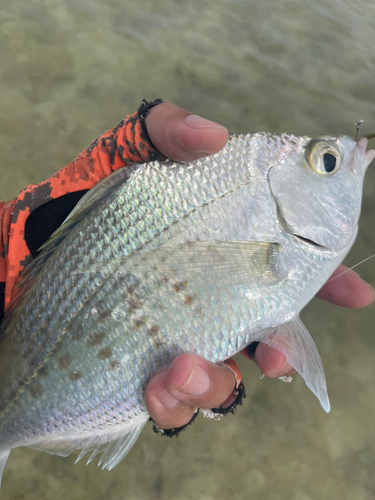 ツッパリサギの釣果