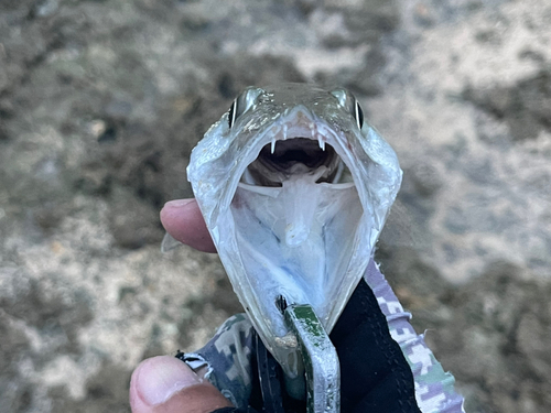 オニカマスの釣果