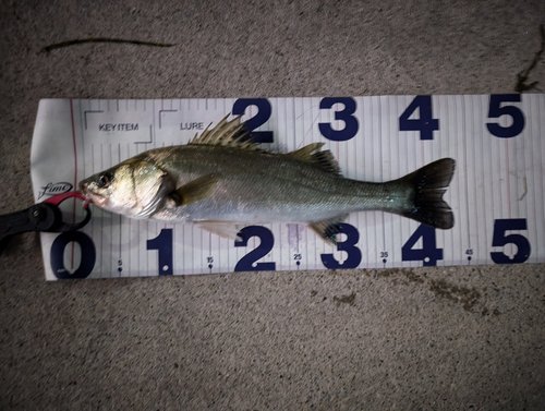 シーバスの釣果