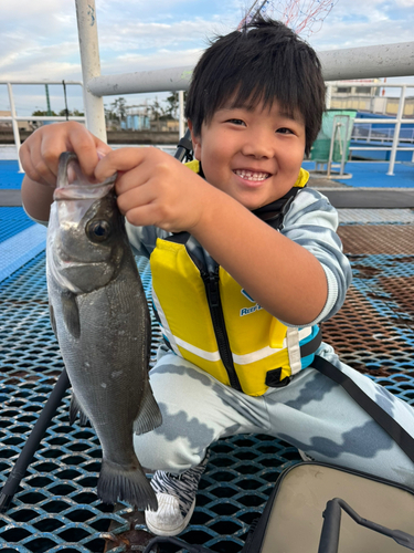 ヒラスズキの釣果