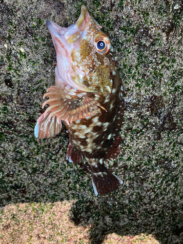 カサゴの釣果