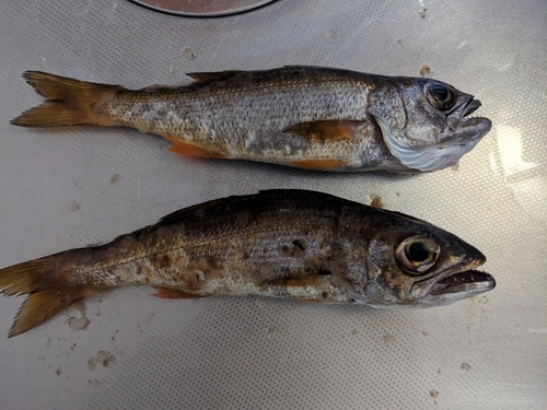 ムツの釣果