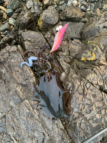 アオリイカの釣果