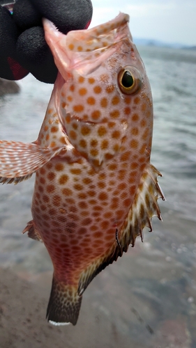 オオモンハタの釣果